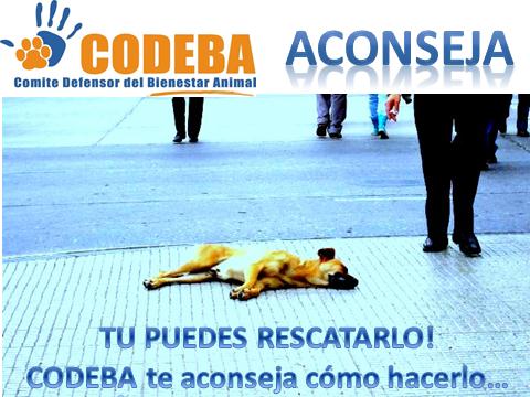 Consejos útiles para cuando decidas rescatar a un animal