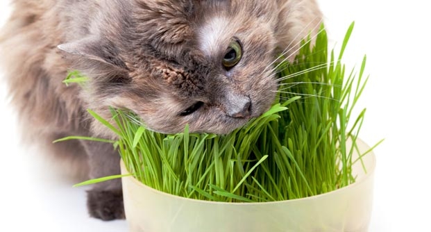Tu gato y las bolas de pelo