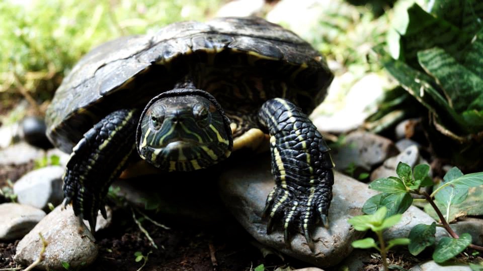 Todo lo que necesitas saber para tener una tortuga acuática