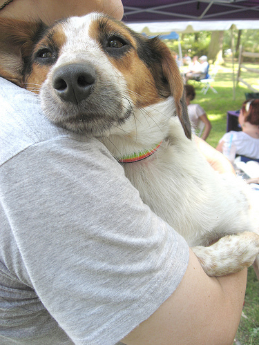 Quiero Adoptar