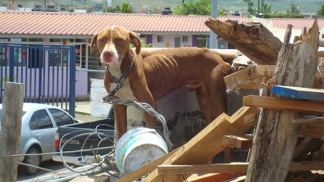 Maltrato en casa: el maltrato que no se ve