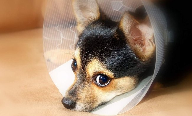 La salud de mi animal de compañía, un poco más que solo llevarlo con el veterinario