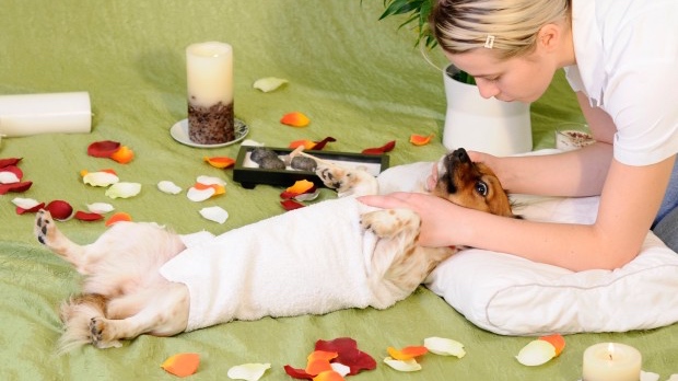 Opciones alternativas para el cuidado de tu perro y/o gato