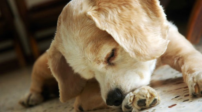 Cómo lograr que un perro deje de lamer sus patas
