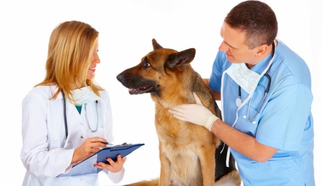 ¿Cuál será el mejor veterinario para tu mascota?