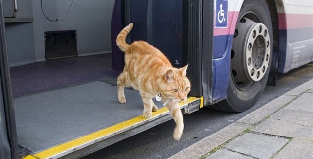 ¿Está permitido subir perros o gatos al transporte público de Guadalajara y la Zona Metropolitana?