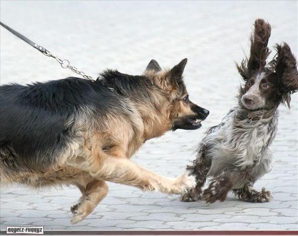 Domina a tu perro agresivo