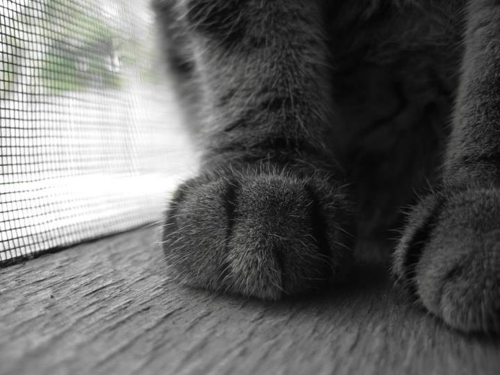 El “amasado” gatuno