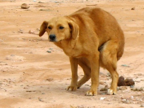 ¿Qué pasa con los deshechos de mi perro?