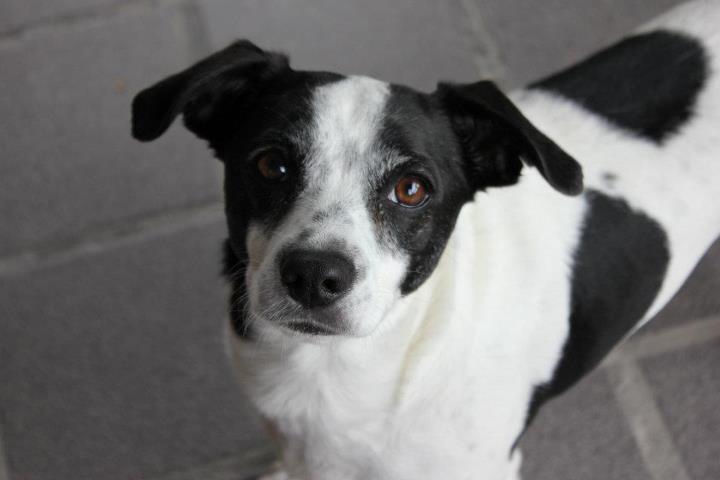 ¿Qué es un perro criollo o mestizo?