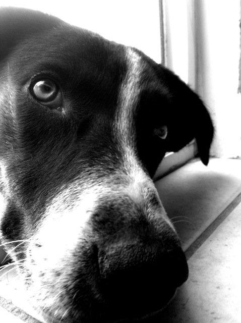 Cómo calcular la edad de un perro