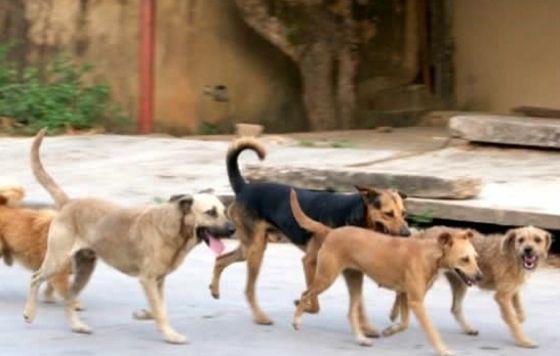 Perros ferales: consecuencia del abandono y la irresponsabilidad humana