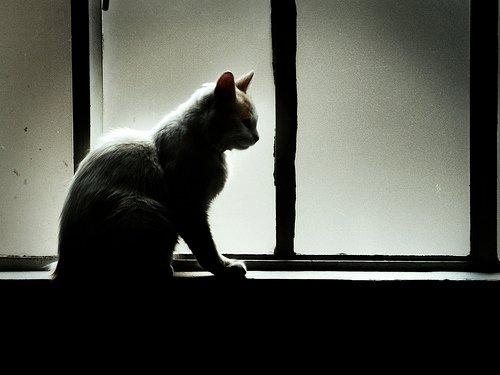 Cómo afrontar la muerte de nuestra mascota