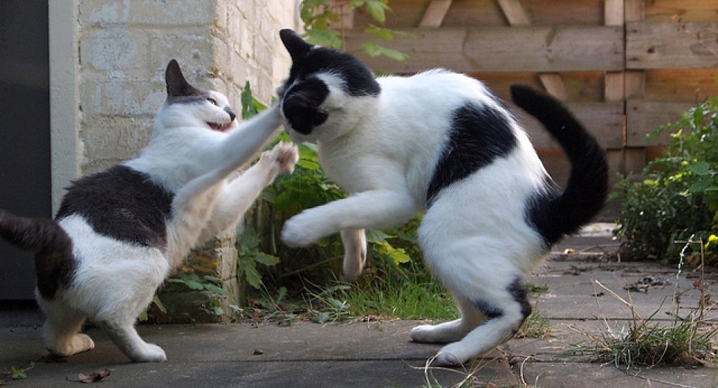 ¿Por qué los gatos se pelean en la calle?
