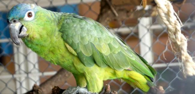 ¡ Ayuda a salvar a los pericos mexicanos!