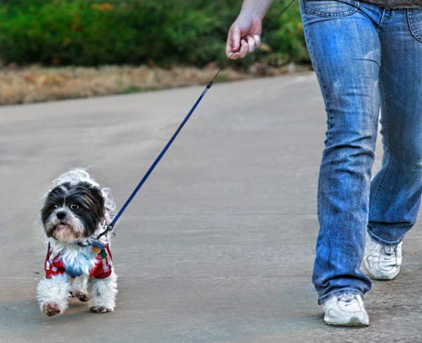 10 Tips para sacar a pasear a tu perro