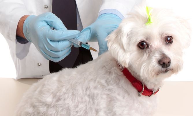 Las vacunas son parte de la tenencia responsable de nuestros perros