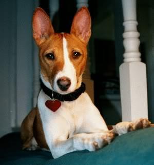 Desvocalización canina