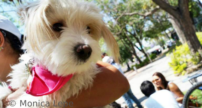 Cómo evitar el celo en nuestras perras y gatas