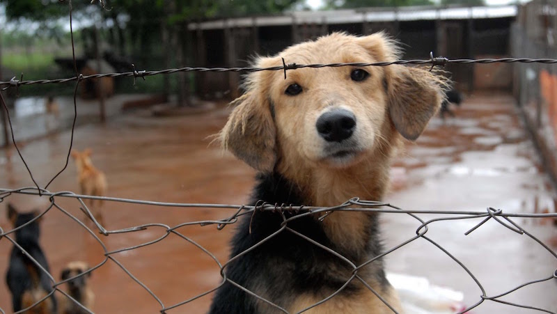 Si crees que recoger a un animal de la calle y llevarlo a una asociación protectora es la solución, no conoces el problema