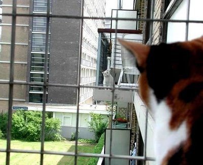 El celo en las gatas