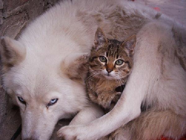 Algunas ventajas de esterilizar a tu mascota  II