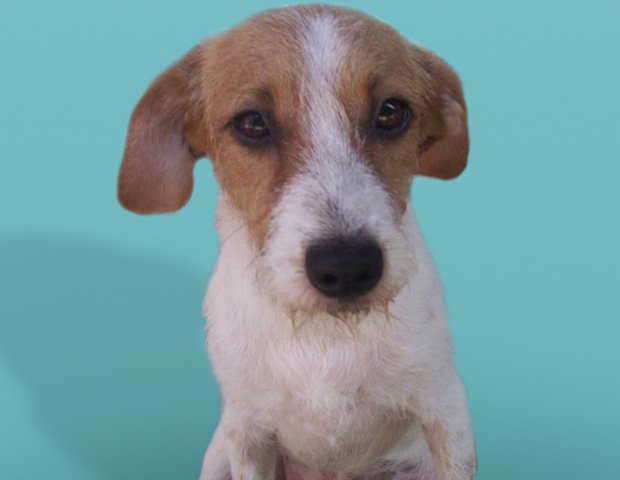 Las ventajas de un perro mestizo a uno de raza
