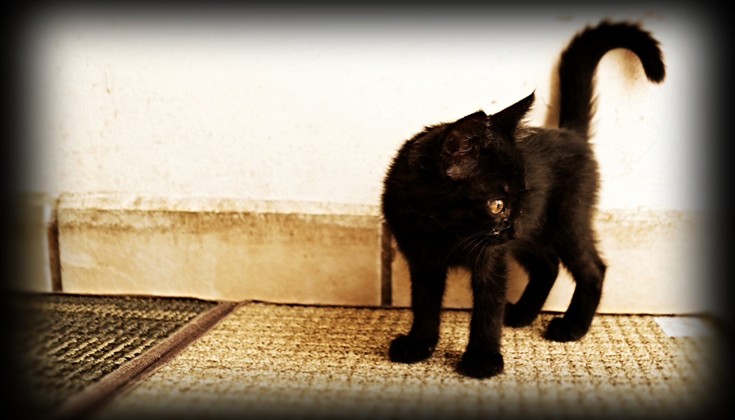 El gato negro, mitos y realidades