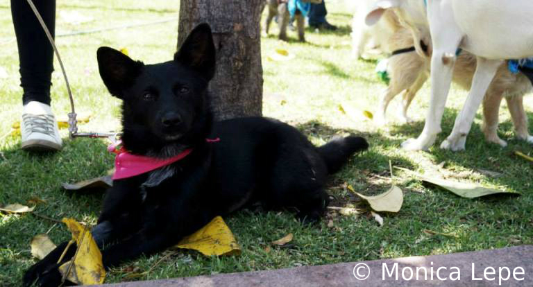 Razones para adoptar un perro adulto