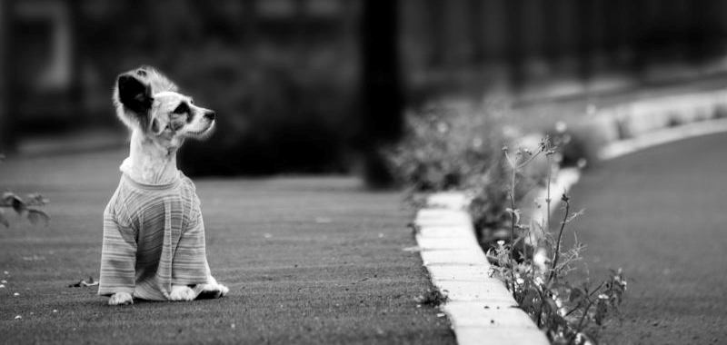 Nunca dejes salir solo a tu perro
