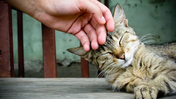 Acaricia a tu gato