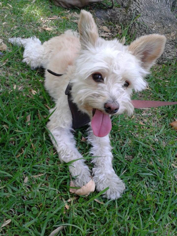 ¿Reproducir a nuestra mascota? : Cuestiones de responsabilidad social y moral