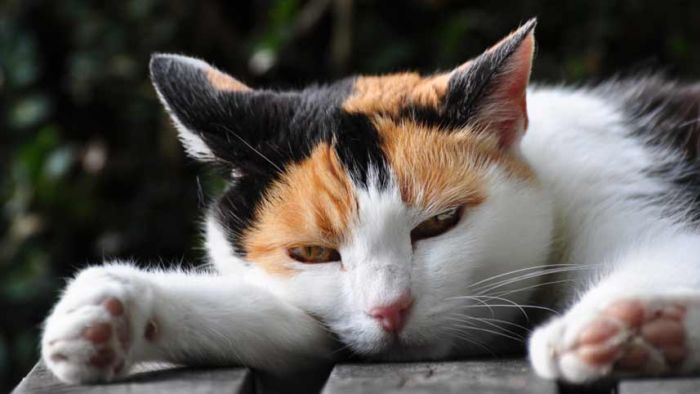 41 datos curiosos sobre los gatos, ¡no creerás algunos de ellos!