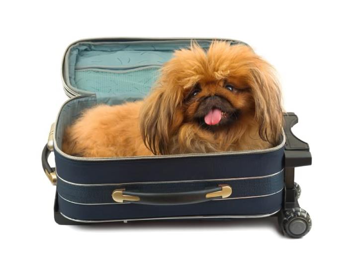 Viajando con nuestra mascota en vacaciones