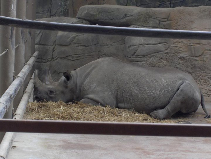 ¿Son felices los animales del zoológico?