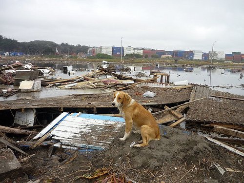 Medidas preventivas en caso de desastres naturales para los animales de compañia