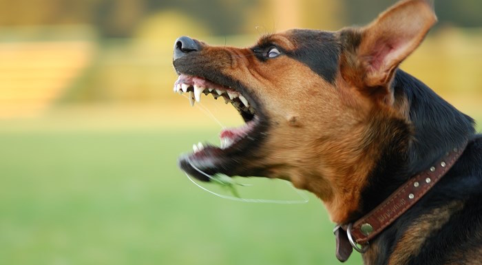 Qué hacer si un perro te ataca