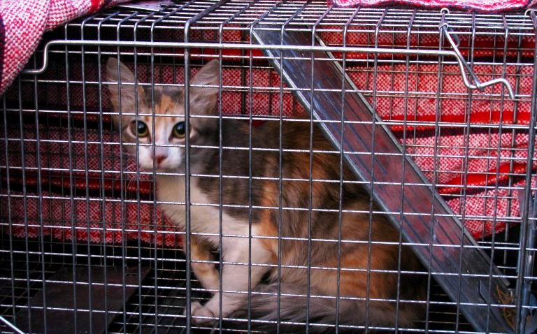 Listos para el TNR (Atrapar – Esterilizar – Regresar)