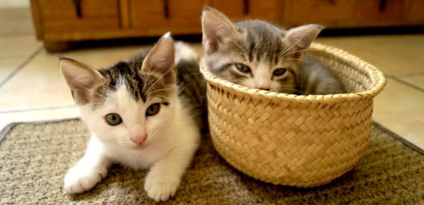 Qué necesito saber para recibir un gato en casa