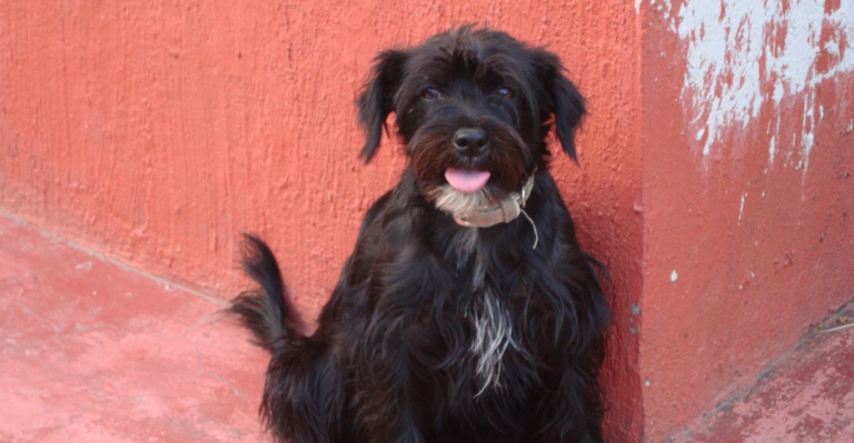 ¿A dónde les llevo el perro o gato que rescaté?