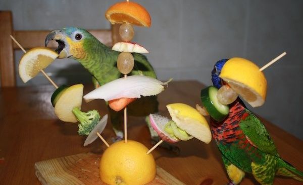 Dieta para psitácidos (pericos, loros y guacamayas)