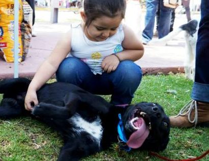 Qué necesito para recibir un perro en casa