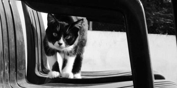 ¿Esterilizar a una gata gestante?