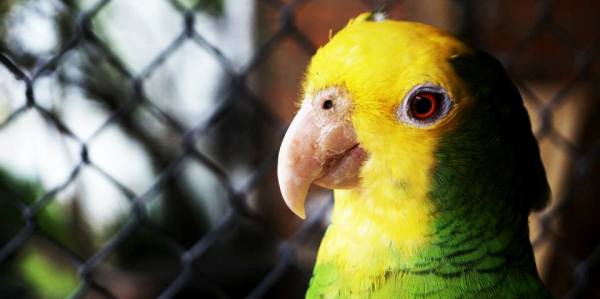 ¿Tiene usted un perico o loro mexicano?
