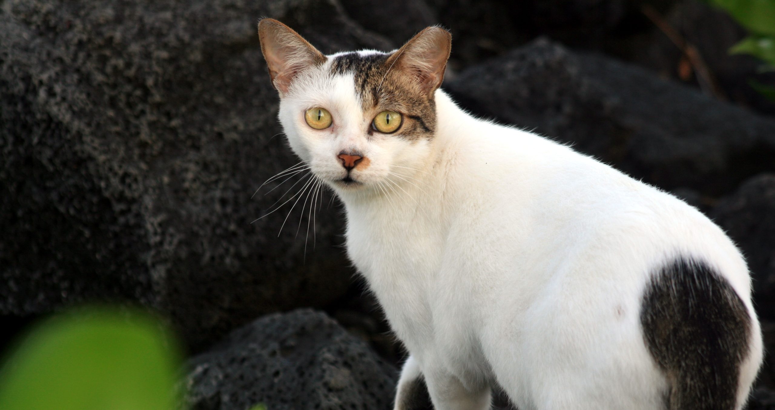 Características de la atención veterinaria para TNR