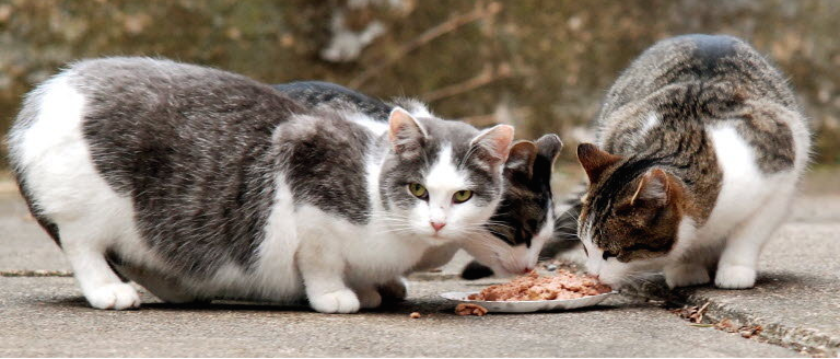 Comederos para gatos comunitarios