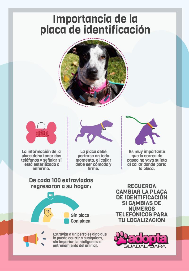 Correa, arnés o collar: la seguridad de tu perro al pasear