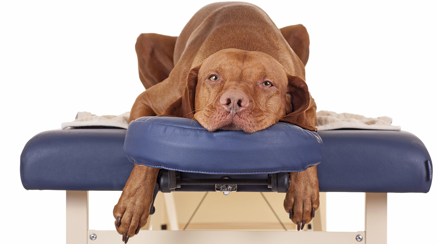 Masajes para perros