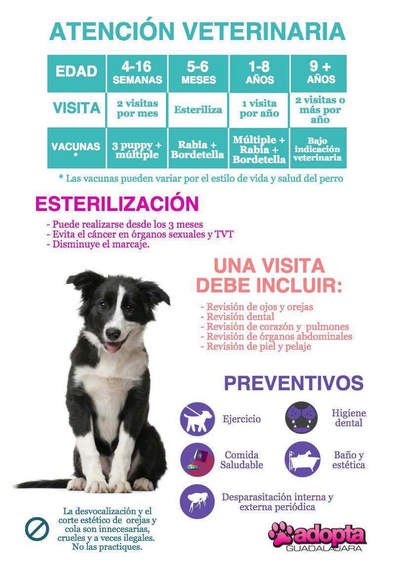 @adoptagdl