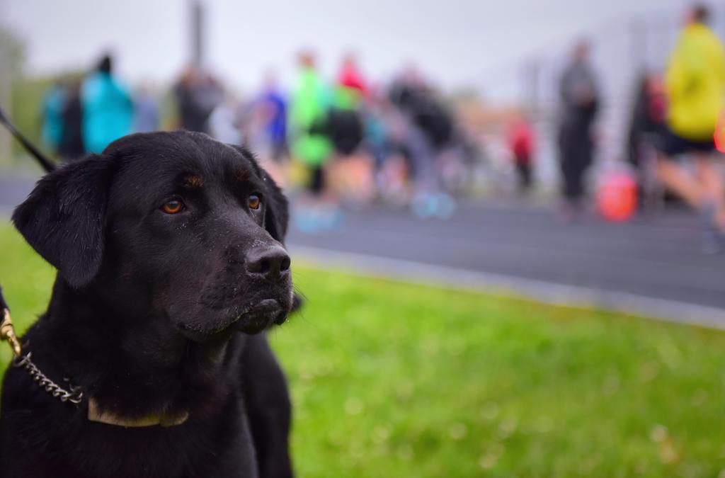 Enseñando a tu perro a tomar decisiones